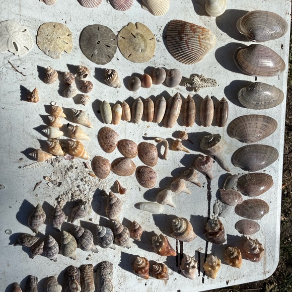 Surprise Shell Box - Picture 3 of 5